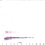To detect mSF-20 by Western Blot analysis this antibody can be used at a concentration of 0.1 - 0.2 ug/ml. Used in conjunction with compatible secondary reagents the detection limit for recombinant mSF-20 is 1.5 - 3.0 ng/lane, under either reducing or non-reducing conditions.