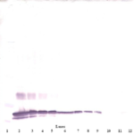 To detect mSF-20 by Western Blot analysis this antibody can be used at a concentration of 0.1 - 0.2 ug/ml. Used in conjunction with compatible secondary reagents the detection limit for recombinant mSF-20 is 1.5 - 3.0 ng/lane, under either reducing or non-reducing conditions.