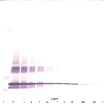To detect mSF-20 by Western Blot analysis this antibody can be used at a concentration of 0.1 - 0.2 ug/ml. Used in conjunction with compatible secondary reagents the detection limit for recombinant mSF-20 is 1.5 - 3.0 ng/lane, under either reducing or non-reducing conditions.