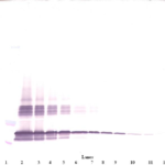 To detect mSF-20 by Western Blot analysis this antibody can be used at a concentration of 0.1 - 0.2 ug/ml. Used in conjunction with compatible secondary reagents the detection limit for recombinant mSF-20 is 1.5 - 3.0 ng/lane, under either reducing or non-reducing conditions.