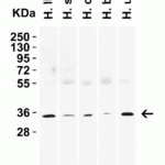 <strong>Figure 2 Western Blot Validation in Human Tissues</strong><br>Loading: 15 μg of lysates per lane.Antibodies: SIGLEC15, 9017 (2 μg/mL),  1h incubation at RT  in 5% NFDM/TBST.Secondary: Goat anti-rabbit IgG HRP conjugate at 1:10000 dilution.