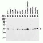 <strong>Figure 3 Western Blot Validation in Mouse Tissues</strong><br>Loading: 15 μg of lysates per lane.Antibodies: SIGLEC15, 9017 (2 μg/mL),  1h incubation at RT  in 5% NFDM/TBST.Secondary: Goat anti-rabbit IgG HRP conjugate at 1:10000 dilution.