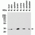 <strong>Figure 4 Western Blot Validation in Rat Tissues</strong><br>Loading: 15 μg of lysates per lane.Antibodies: SIGLEC15, 9017 (2 μg/mL),  1h incubation at RT  in 5% NFDM/TBST.Secondary: Goat anti-rabbit IgG HRP conjugate at 1:10000 dilution.