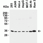 <strong>Figure 1 Western Blot Validation in Human and Mouse Cell Lines</strong><br>Loading: 15 μg of lysates per lane.Antibodies: SIGLEC15, 9017 (2 μg/mL), 1h incubation at RT in 5% NFDM/TBST.Secondary: Goat anti-rabbit IgG HRP conjugate at 1:10000 dilution.