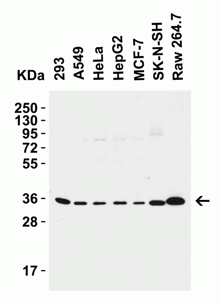 SIGLEC15 Antibody