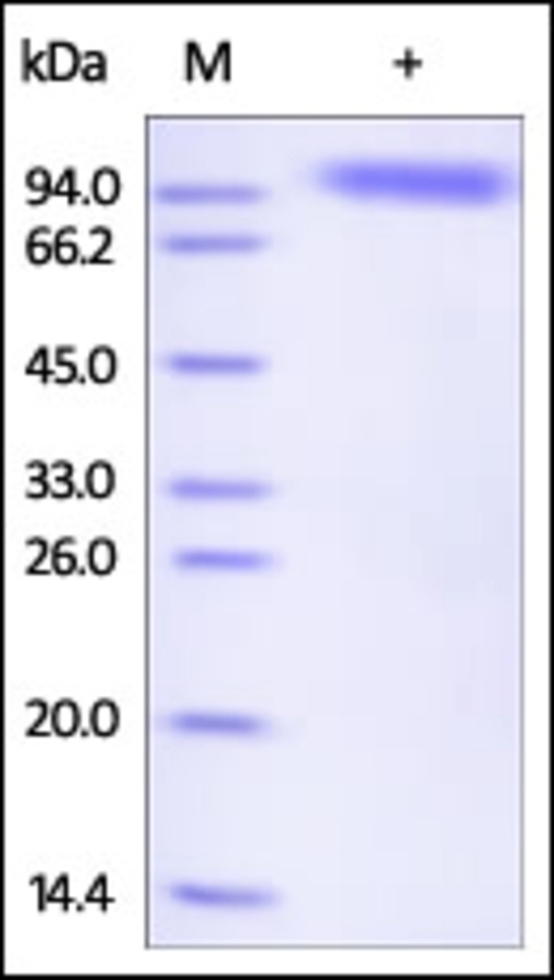 SIGLEC5 Recombinant Protein