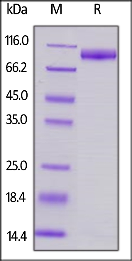 SIRP alpha / CD172a Recombinant Protein