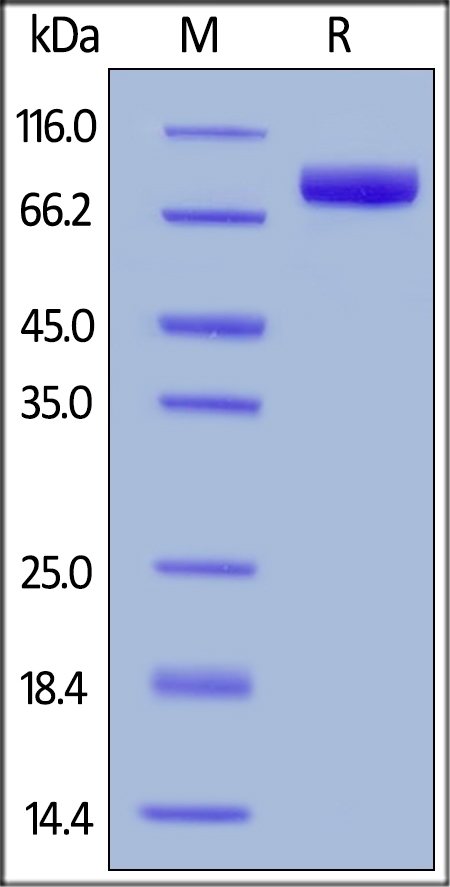 SIRP alpha / CD172a Recombinant Protein