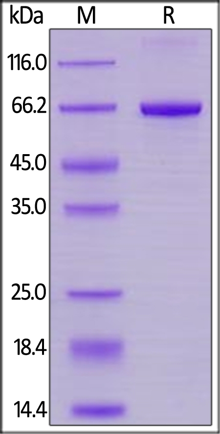 SIRP alpha / CD172a Recombinant Protein