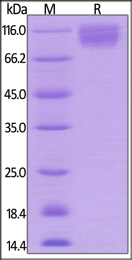 SIRP alpha / CD172a Recombinant Protein
