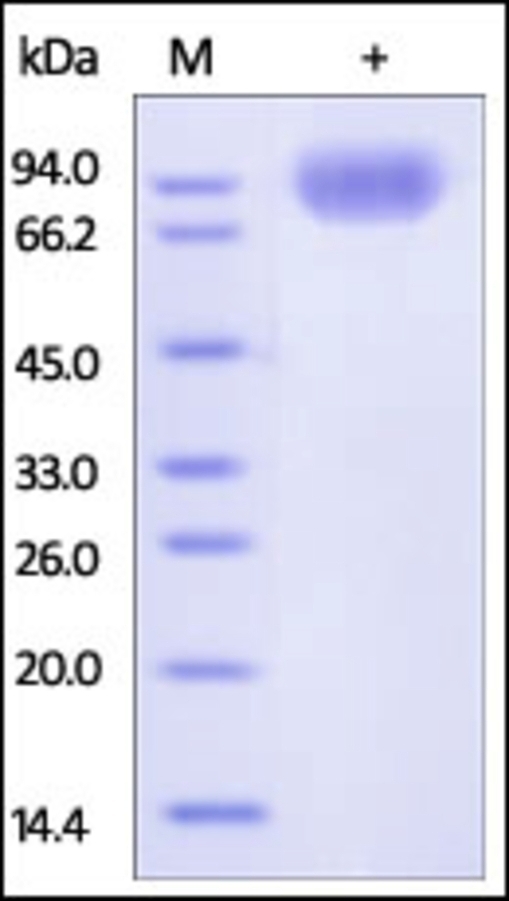 SIRPA Recombinant Protein