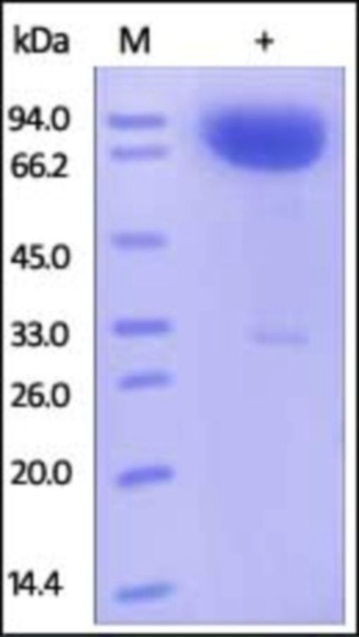 SIRPA Recombinant Protein