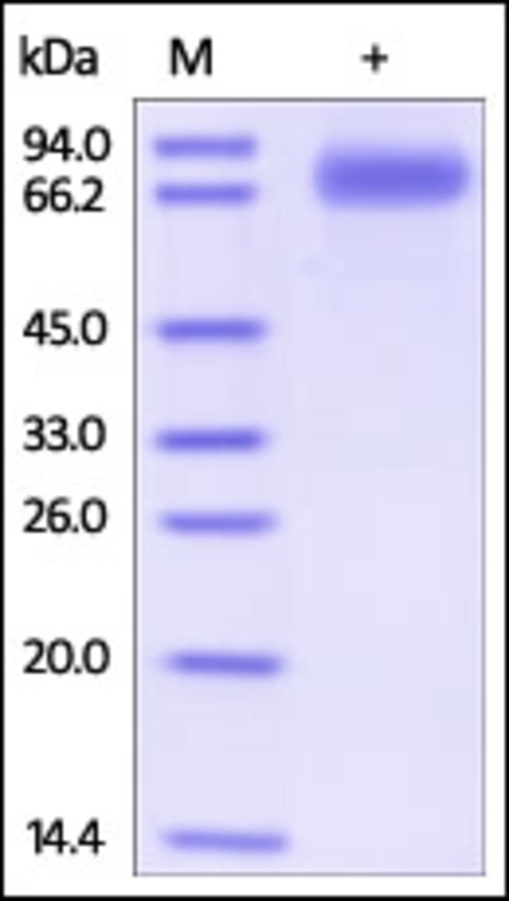 SIRPG Recombinant Protein