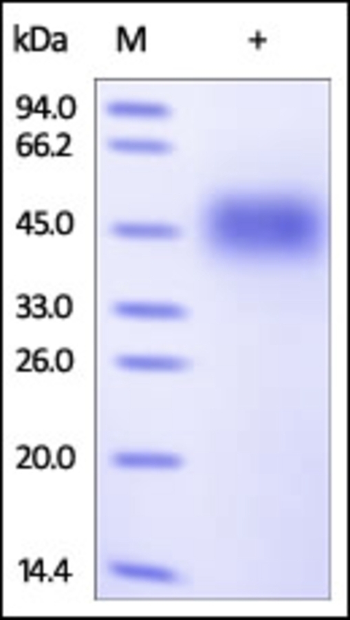 SLAMF 4 Recombinant Protein