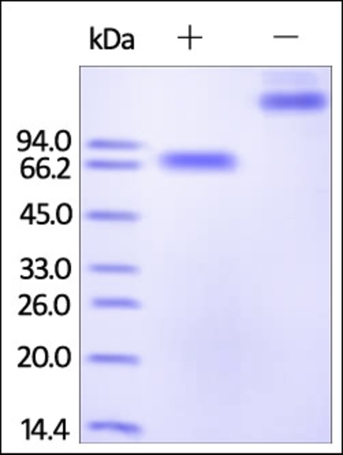 SLAMF 4 Recombinant Protein