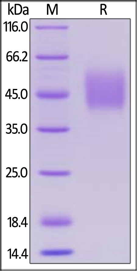 SLAMF1 / SLAM / CD150 Recombinant Protein