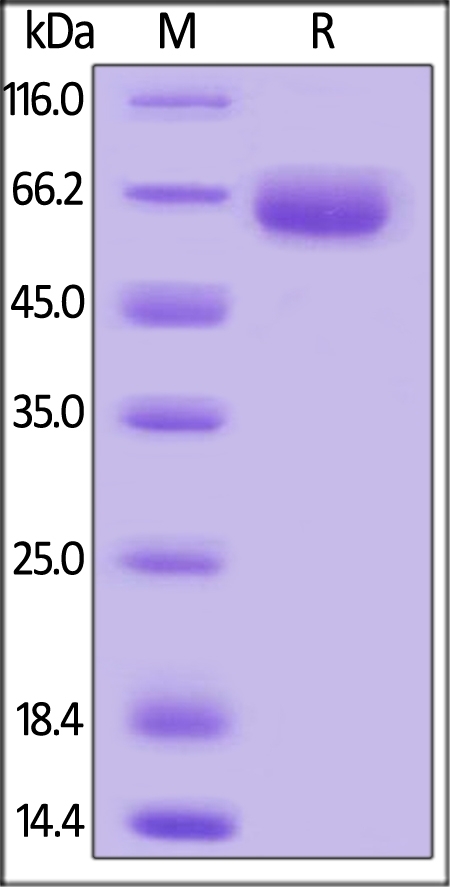 SLAMF7 / CRACC / CD319 Recombinant Protein