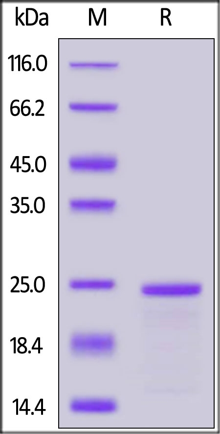 SLC1A5 Recombinant Protein