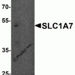 Western blot analysis of SLC1A7 in C2C12 cell lysate with SLC1A7 antibody at 1 μg/ml in (A) the absence and (B) the presence of blocking peptide.