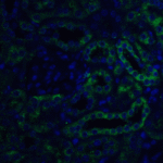 Immunofluorescence of SLC22A17 in mouse kidney tissue with SLC22A17 antibody at 20 μg/ml.<br><br>Green: Slc22A17 Antibody (4651) <br> Blue: DAPI staining