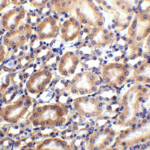 Immunohistochemistry of SLC22A17 in mouse kidney tissue with SLC22A17 antibody at 2.5 μg/ml.