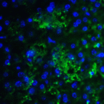 Immunofluorescence of SMURF2 in mouse liver tissue with SMURF2 antibody at 20 μg/ml.<br><br>Green: SMURF2 Antibody (7773) <br> Blue: DAPI staining