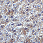 Immunohistochemistry of SMURF2 in mouse liver tissue with SMURF2 antibody at 2 μg/ml.