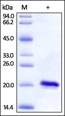 SOD1 Recombinant Protein