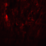 Immunofluorescence of SOX10 in rat heart tissue with SOX10 Antibody at 20 μg/mL.