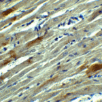 Immunohistochemistry of SOX10 in rat heart tissue with SOX10 Antibody at 5 μg/mL.