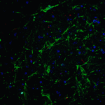 Immunofluorescence of SOX2 in mouse brain tissue with SOX2 Antibody at 20 μg/mL.<br><br>Green: SOX2 antibody (5583) <br> Red: Phylloidin staining<br> Blue: DAPI staining