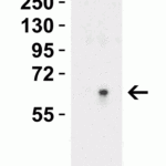 <strong>Figure 4 Western Blot Validation in Human Brain Tissue Lysate</strong><br>Loading: 15 μg of lysates per lane.Antibodies: SPT2, 6305 (Lane 1: 0.5 μg/mL and Lane 2: 1 μg/mL),  1h incubation at RT  in 5% NFDM/TBST.Secondary: Goat anti-rabbit IgG HRP conjugate at 1:10000 dilution.