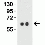 <strong>Figure 5 Western Blot Validation in Mouse 3T3/NIH Cell Lysate</strong><br>Loading: 15 μg of lysates per lane.Antibodies: SPT2, 6305 (Lane 1: 0.5 μg/mL and Lane 2: 1 μg/mL),  1h incubation at RT  in 5% NFDM/TBST.Secondary: Goat anti-rabbit IgG HRP conjugate at 1:10000 dilution.