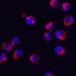 Immunofluorescence of SRSF3 in K562 cells with SRSF3 antibody at 2 μg/mL.<br><br>Red: SRSF3 Antibody (8179) <br> Blue: DAPI staining