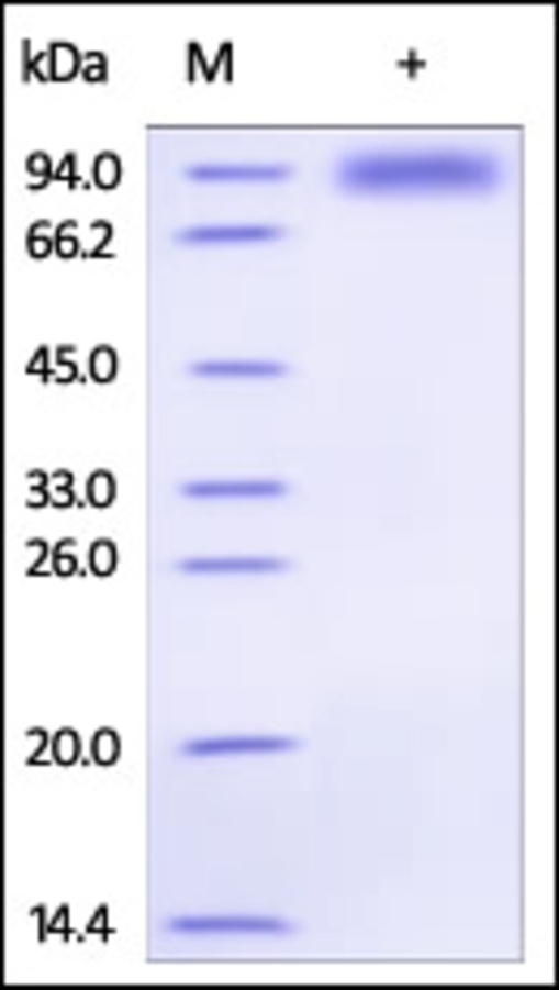 ST2 Recombinant Protein