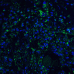 <strong>Figure 5 Immunofluorescence Validation of STAT1 alpha  in Human Colon Tissue</strong><br>Immunofluorescent analysis of 4% paraformaldehyde-fixed Human Colon Tissue labeling STAT1 alpha with 1021 at 20 μg/mL, followed by goat anti-rabbit IgG secondary antibody at 1/500 dilution (green) and DAPI staining (blue).