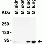 <strong>Figure 3 Western Blot Validation in Mouse tissues </strong><br>Loading: 15 μg of lysates per lane.Antibodies: STAT1 alpha  1021 (0.5 μg/mL), 1h incubation at RT in 5% NFDM/TBST.Secondary: Goat anti-rabbit IgG HRP conjugate at 1:10000 dilution.