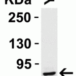 <strong>Figure 4 Western Blot Validation in Rat Cell Line </strong><br>Loading: 15 μg of lysates per lane.Antibodies: STAT1 alpha  1021 (1 μg/mL), 1h incubation at RT in 5% NFDM/TBST.Secondary: Goat anti-rabbit IgG HRP conjugate at 1:10000 dilution.