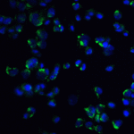 Immunofluorescence of STIM1 in mouse spleen tissue with STIM1 antibody at 20 μg/mL.<br><br>Green: STIM1 Antibody (4119) <br> Blue: DAPI staining