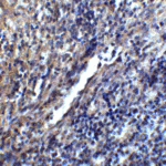 Immunohistochemistry of STIM1 in mouse spleen tissue with STIM1 antibody at 5 μg/ml.