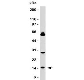 SUMO1 Antibody [S1MT-2]