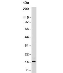 SUMO2/3 Antibody [S23MT-1]