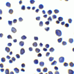 Immunocytochemistry of SUSD3 in 3T3 cells with SUSD3 antibody at 5 μg/ml.
