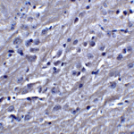 Immunohistochemistry of SYNPO in mouse brain tissue with SYNPO antibody at 5 μg/mL.