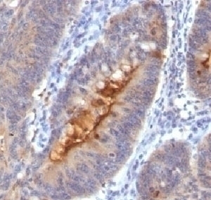 Secretory Component Antibody [SC05]