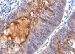 Secretory Component Antibody [SPM217]