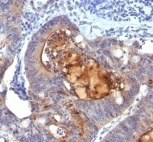 Secretory Component Glycoprotein Antibody [ECM1/792]