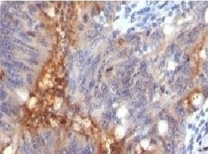 Secretory Component Glycoprotein Antibody [SRGP85]