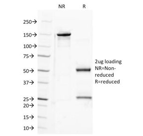 Semaphorin-4D Antibody [A8]