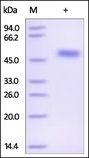 SerpinF1 Recombinant Protein